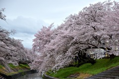 高田・千本桜⑩