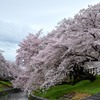 高田・千本桜⑩