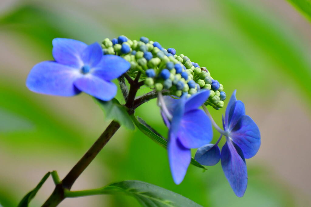 須磨離宮・紫陽花①