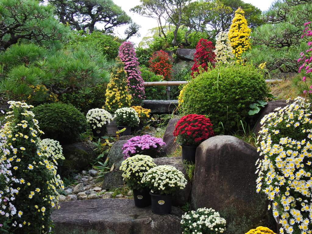 菊花展①