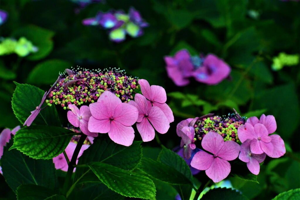 紫陽花・森林植物園①