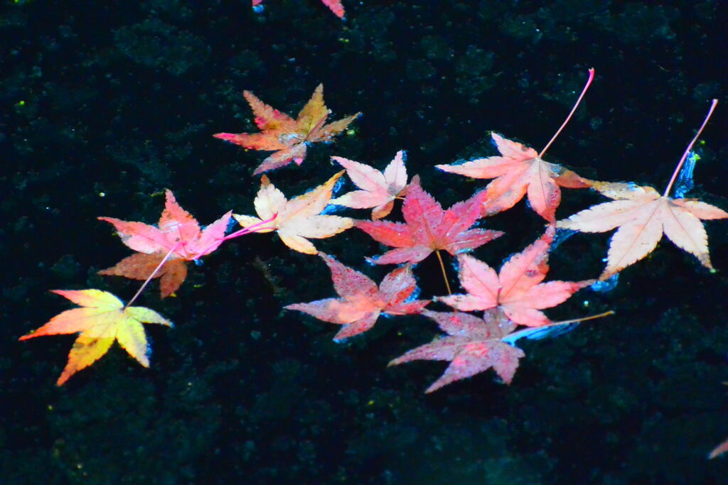 紅葉①