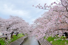 高田・千本桜⑨