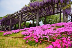鳥羽の藤（１０）