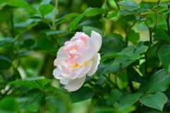 秋薔薇⑤