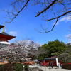 中山寺梅林④
