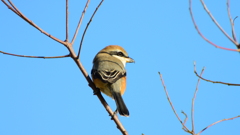 モズ♀④