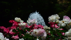 Rose Festival ⑤