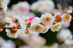 春④