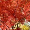 ほしだ園地の紅葉⑤