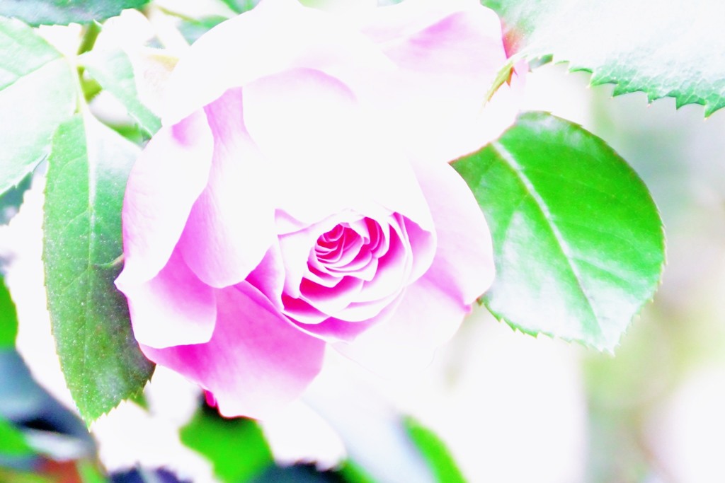 薔薇③