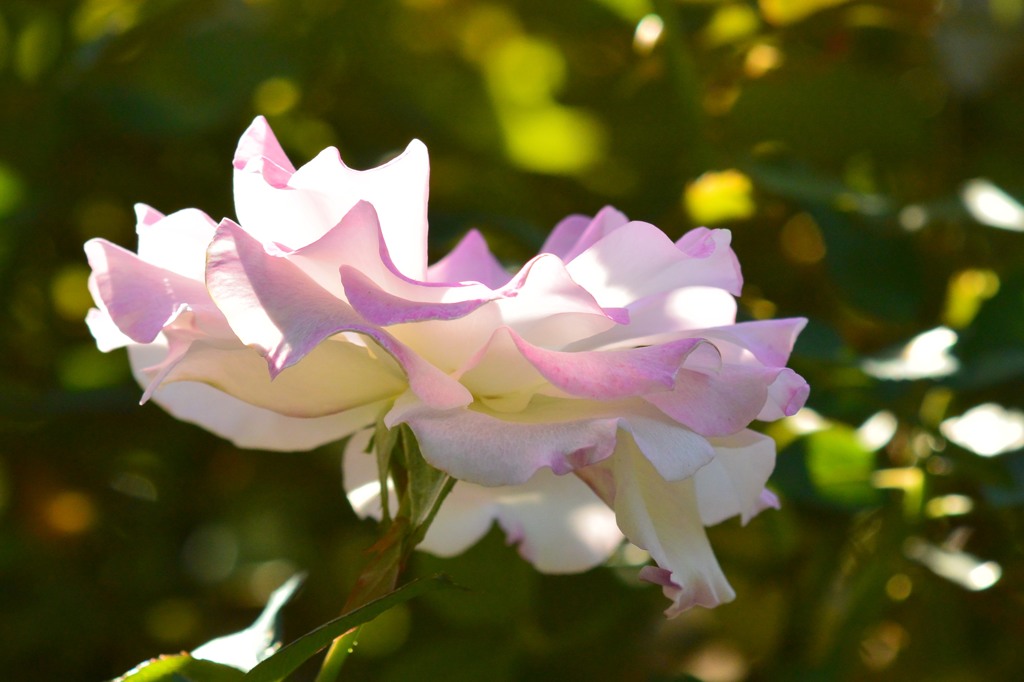 秋薔薇⑩