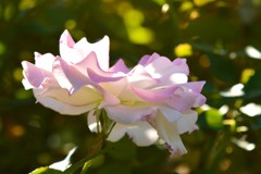 秋薔薇⑩