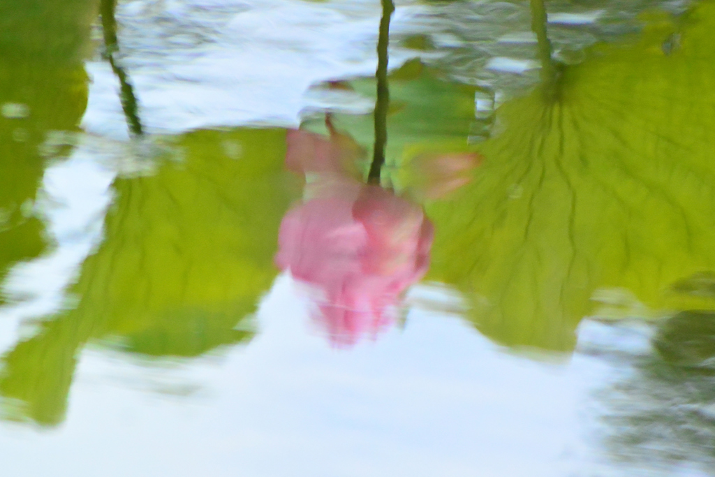 盛夏⑰