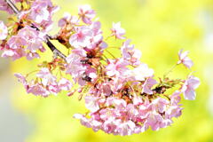 菜の花と河津桜（１）