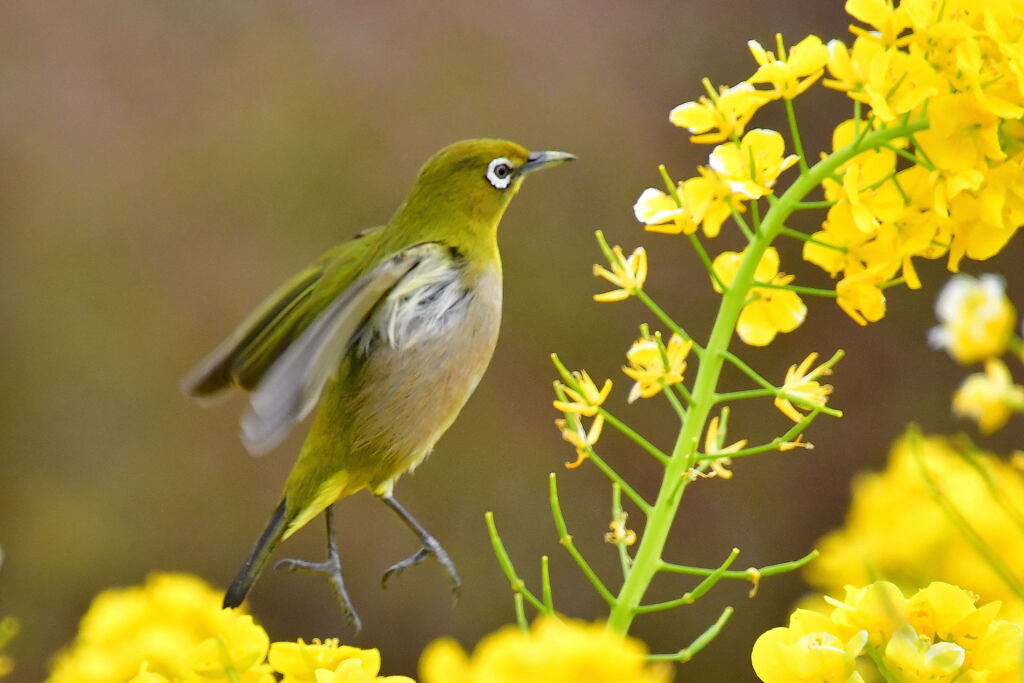 菜の花とメジロ④
