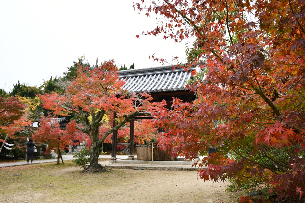 神戸・太山寺⑤