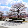 中山寺梅林③