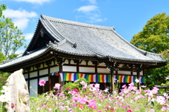 コスモス寺・般若寺①