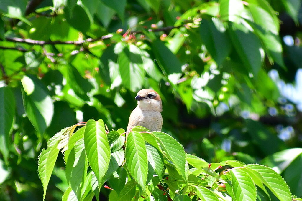 百舌鳥幼鳥③