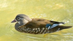 オシドリ♀②