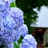紫陽花④
