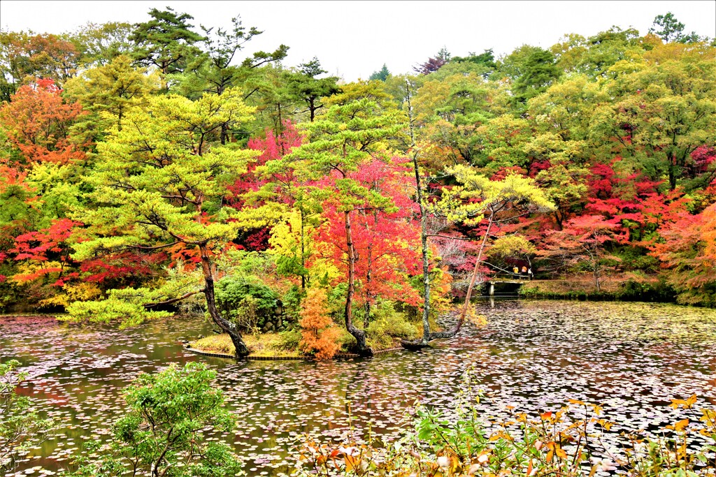 雨の日の紅葉⑬