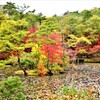 雨の日の紅葉⑬