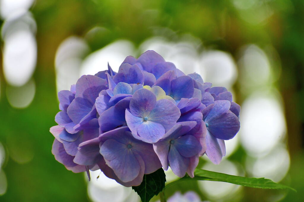 須磨離宮・紫陽花⑯