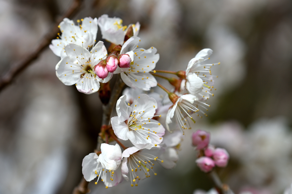 サクランボの花②