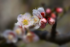 鶯宿
