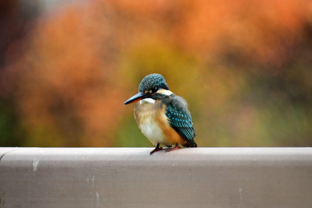 カワセミ・63