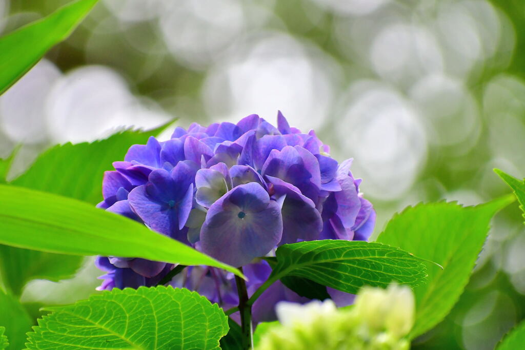 須磨離宮・紫陽花⑭