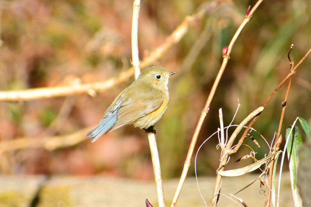ルリビタキ♀③
