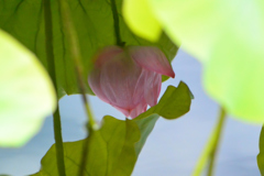 盛夏⑯