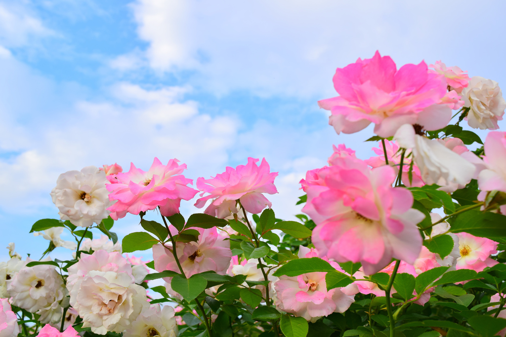 離宮公園・秋薔薇⑤