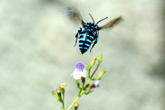 Blue Bee④