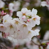 春③