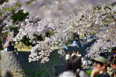 夙川公園の桜③