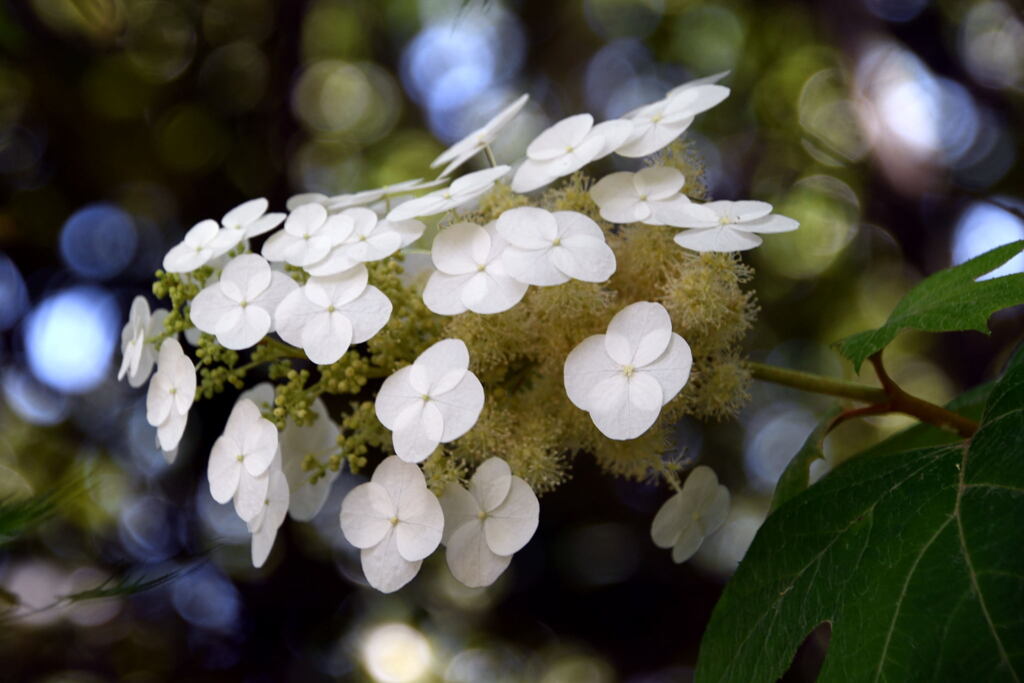 紫陽花