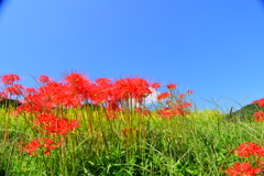 葛城古道の彼岸花⑤