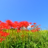 葛城古道の彼岸花⑤