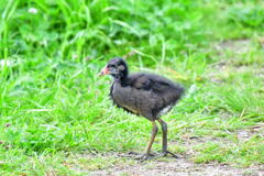 バン幼鳥①