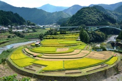 あらぎ島・棚田③