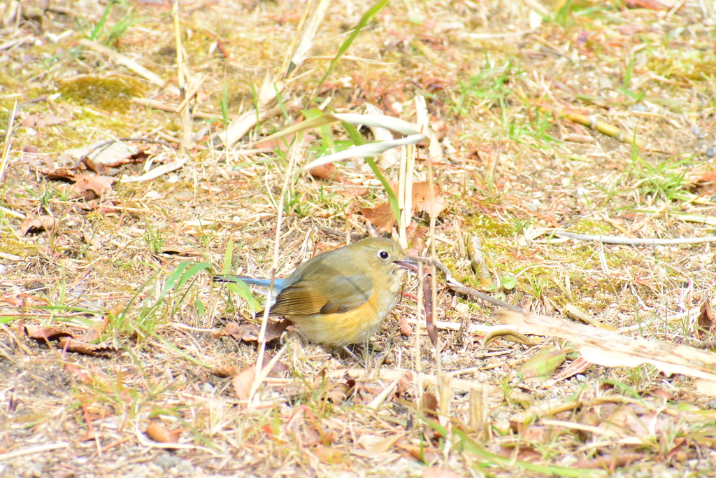 ルリビタキ♀④