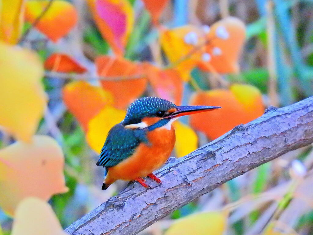 カワセミ