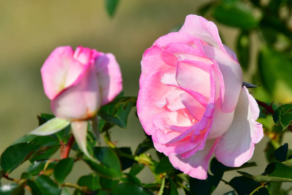須磨離宮公園・秋薔薇　プリンセス・ドゥ・モナコ
