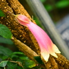 ＤＳＣ＿８５１７テコマンテデンドロフィラ