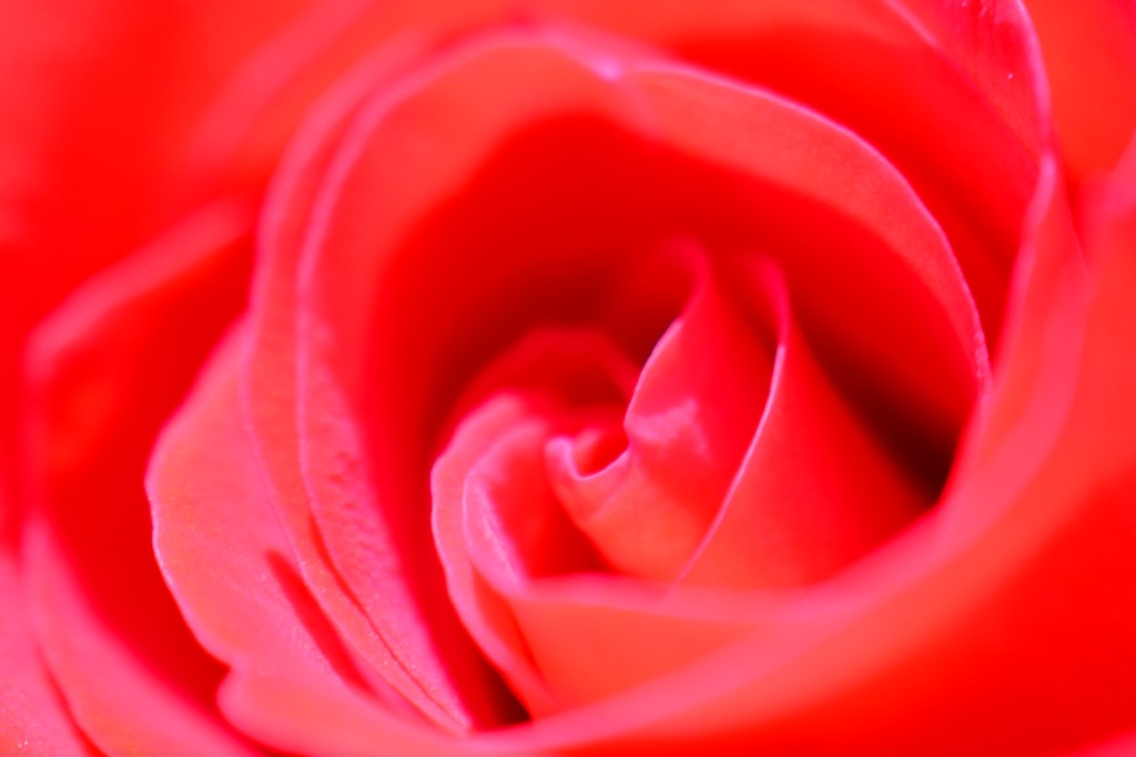薔薇⑩