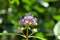 紫陽花